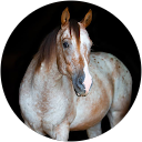 Profilbild von „san N.“